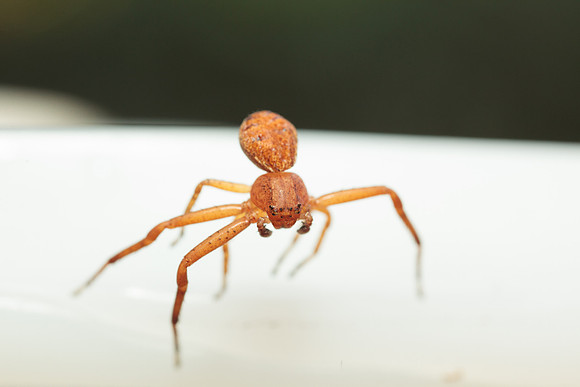 Xysticus funestus