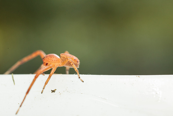 Xysticus funestus