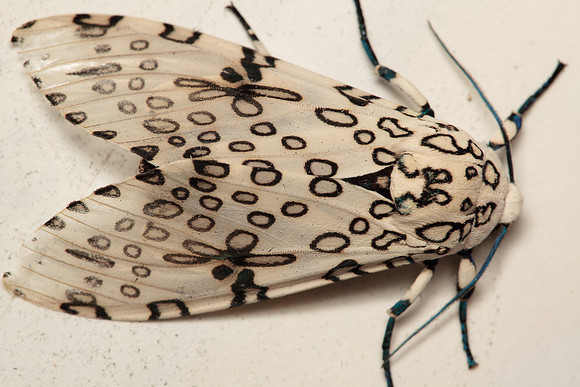 Erebidae - Hyperompe scribonia