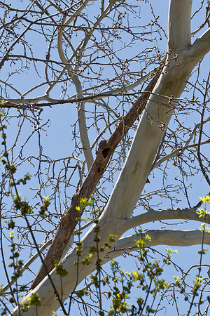 Downy Woodpecker