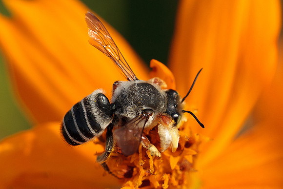 Megachile policaris