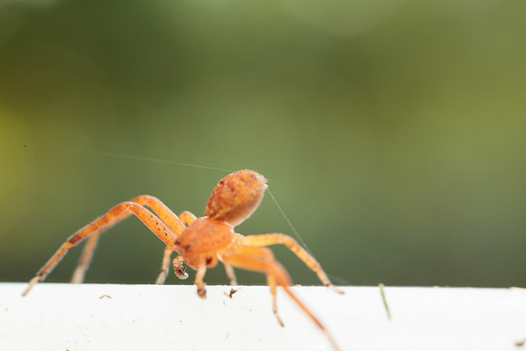 Xysticus funestus