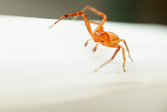 Xysticus funestus
