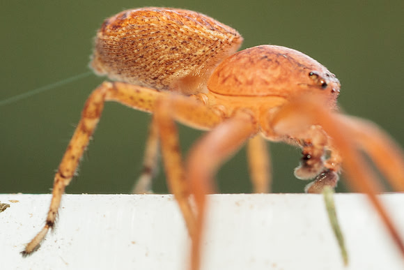 Xysticus funestus