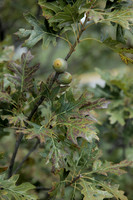 Quercus rubra