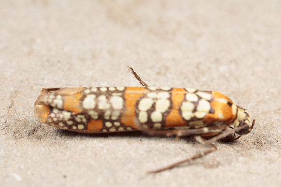 Attevidae - Atteva aurea