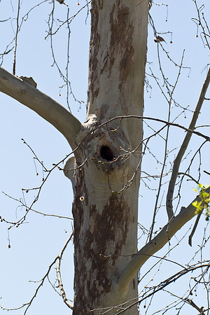Downy Woodpecker