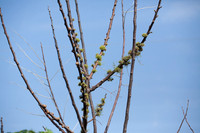Abnormally growing Chinaberry