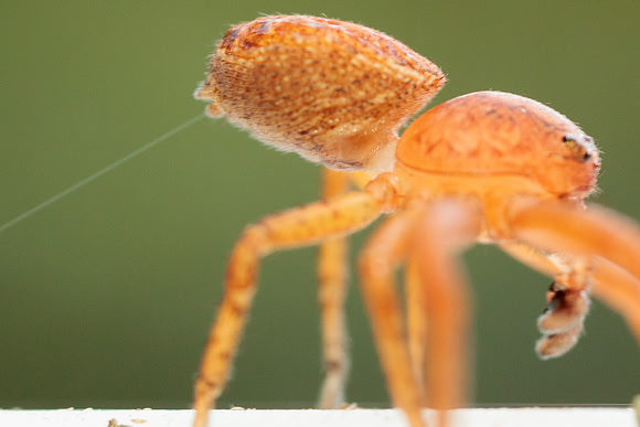 Xysticus funestus