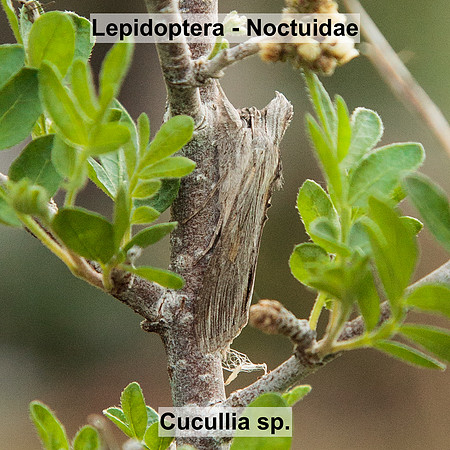Noctuidae - Cucullia sp.
