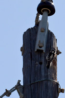Downy Woodpecker