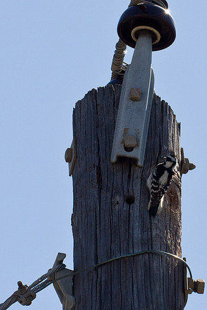 Downy Woodpecker