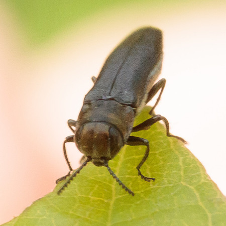 Coleoptera - Buprestidae -- Agrilus sp.