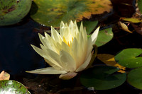 Water Lilies