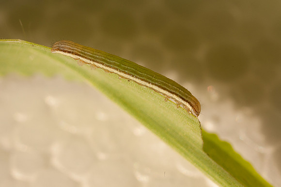 Noctuidae - Anicla infecta