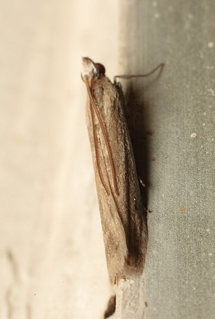 Pyralidae - Unidentified