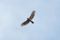 Red Shouldered Hawk