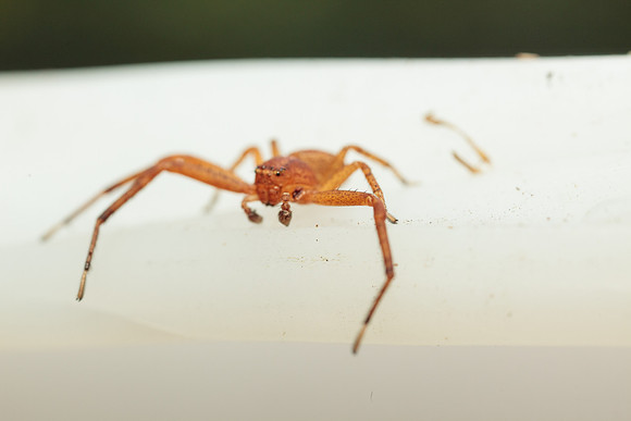 Xysticus funestus