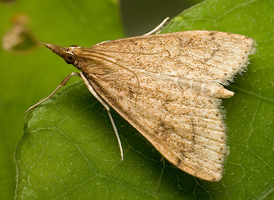 Crambidae - Udea rubigalis