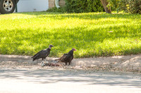 Black vulture and turkey vulture with opossum