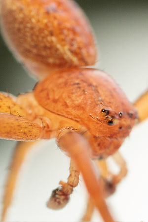 Xysticus funestus