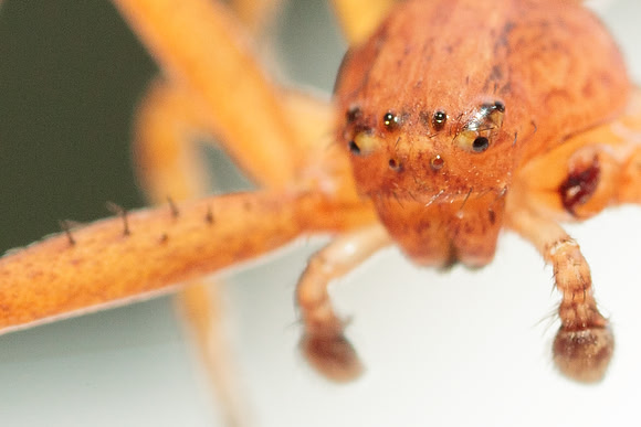 Xysticus funestus