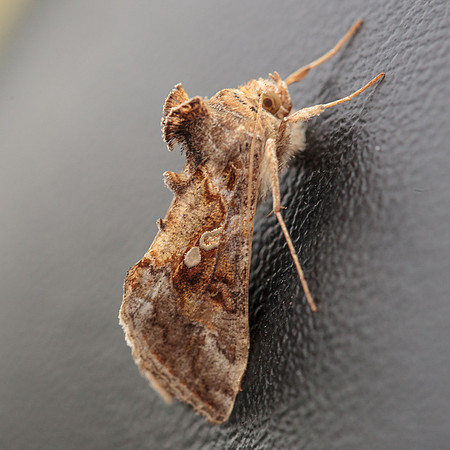 Noctuidae - Rachiplusia ou