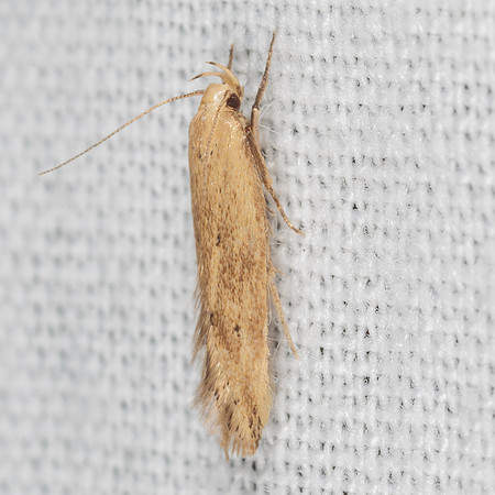 Lepidoptera Moths - Gelichiidae - Sitotroga cerealella