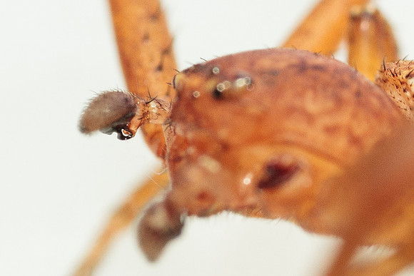 Xysticus funestus