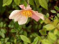Mutabilis