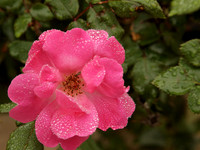 Pink Knock Out