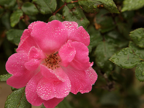 Pink Knockout