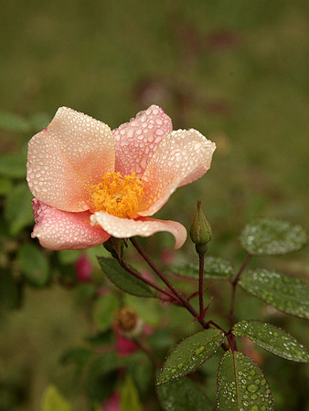 Mutabilis