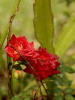 Unidentified