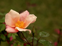 Mutabilis