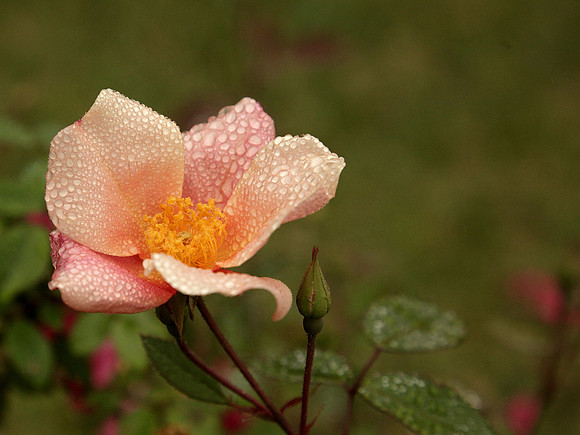 Mutabilis