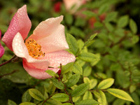 Mutabilis