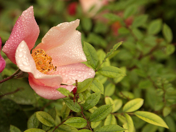 Mutabilis