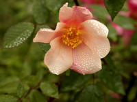 Mutabilis