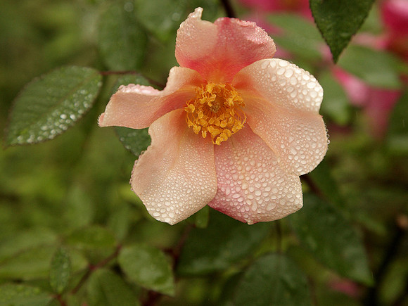 Mutabilis