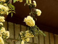 Yellow Lady Banks Rose