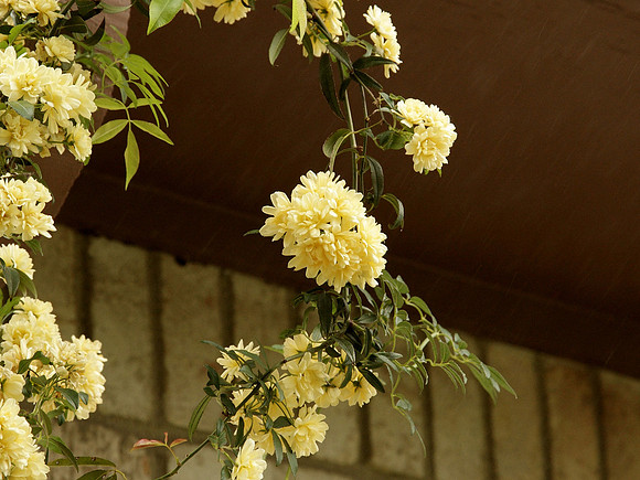 Yellow Lady Banks Rose