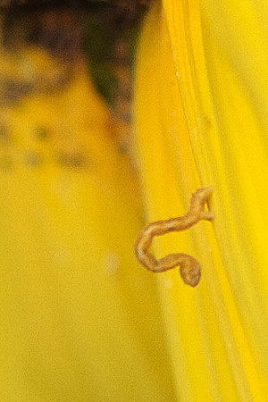 Geometridae - Unidentified