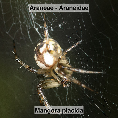 Araneae - Araneidae - Mangora placida