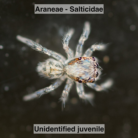 Araneae - Salticidae -- Unidentified juvenile