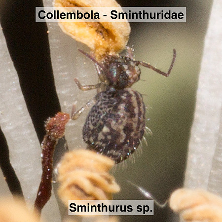 Collembola - Sminthuridae - Sminthurus sp.