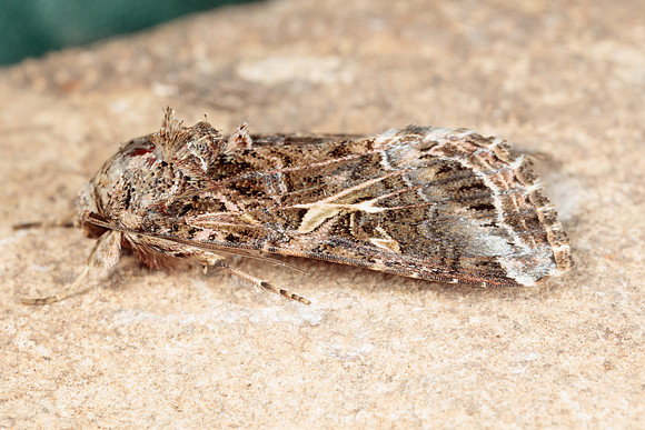 Noctuidae - Spodoptera ornithogalli