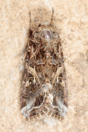 Noctuidae - Spodoptera ornithogalli