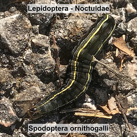 Noctuidae - Spodoptera ornithogalli