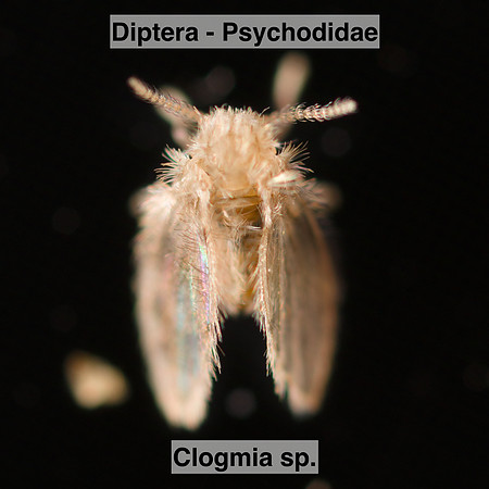 Diptera - Psychodidae - Clogmia sp.